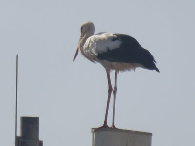 bestiaire, cigogne Meknès