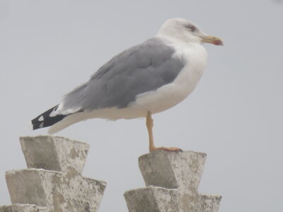 bestiaire, 14010 Tanger