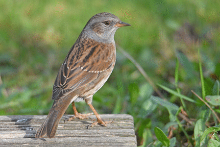 bestiaire, accenteur mouchet