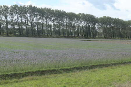 2023 09 21 Du Mont-Saint-Michel à Vivier-Sur-Mer, IMG_6160 Champ de Phacélies dans le polder du Nouveau Conseiil