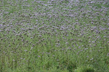 2023 09 21 Du Mont-Saint-Michel à Vivier-Sur-Mer, IMG_6161 Champ de Phacélies dans le polder du Nouveau Conseiil