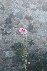 2023 09 21 Du Mont-Saint-Michel à Vivier-Sur-Mer, IMG_6190 Rose trémière, les Aubiers