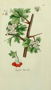 Généalogie en dilettante, aubepine-crataegus-oxyacantha-noble-epine-epine-blanche-sainte-epine-senellier--595x1037