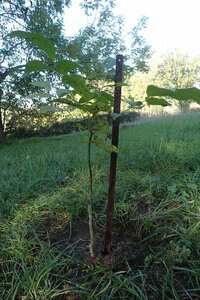 Charroux Toussaint 2024, 2024-10-28_0014