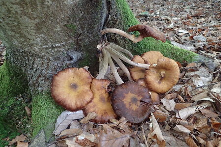Charroux Toussaint 2024, 2024-10-29_0030