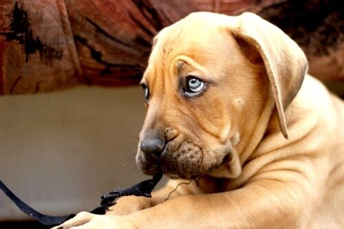 (Chien solitaire et pensif)
