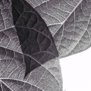 blogpix2, feuilles