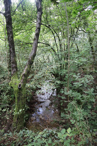 2024_09_09 De Génolhac aux Mènes, IMG_7938 Entre l’Arbous et Le Paulin, le sentier et le ruisseau se confondent