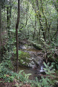 2024_09_09 De Génolhac aux Mènes, IMG_7939 Entre l’Arbous et Le Paulin, le sentier et le ruisseau se confondent