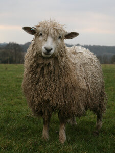 Animaux de la Ferme, Mouton photo