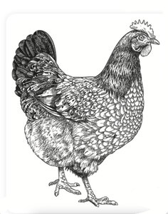 Animaux de la Ferme, Poule dessin