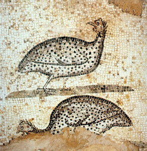 Animaux de la Ferme, Poules de Numidie - greco romaine