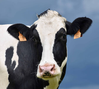 Animaux de la Ferme, Vache tête photo