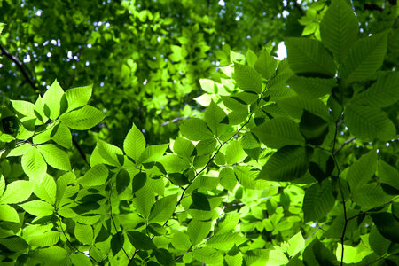 La Forêt, Photo feuillage