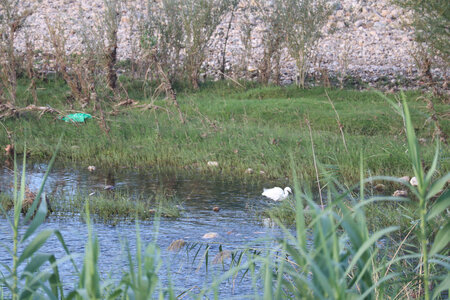 2024_09_11 D'Alès à Vézénobres, IMG_8073 Le Gardon d’Alès depuis le quai du Mas-d’Hours