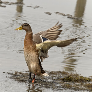 @fmbdx@piaille.fr 2024, Réserve ornithologique du Teich, Gironde