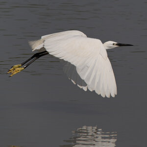 @fmbdx@piaille.fr 2024, Aigrette - Réserve ornithologique du Teich, Gironde