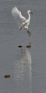 @fmbdx@piaille.fr 2024, Aigrette - Réserve ornithologique du Teich, Gironde