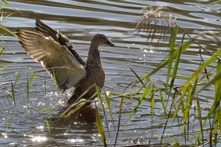 @fmbdx@piaille.fr 2024, Réserve ornithologique du Teich, Gironde