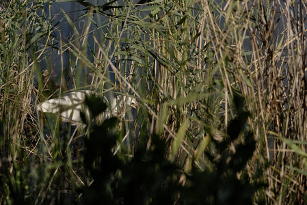 @fmbdx@piaille.fr 2024, Aigrette - Réserve ornithologique du Teich, Gironde
