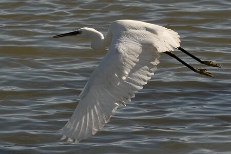 @fmbdx@piaille.fr 2024, Aigrette - Réserve ornithologique du Teich, Gironde