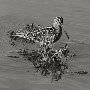 @fmbdx@piaille.fr 2024, Bécassine - Réserve ornithologique du Teich, Gironde
