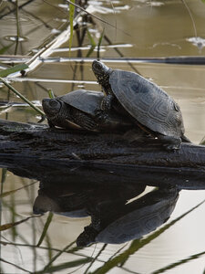 @fmbdx@piaille.fr 2024, Réserve ornithologique du Teich, Gironde