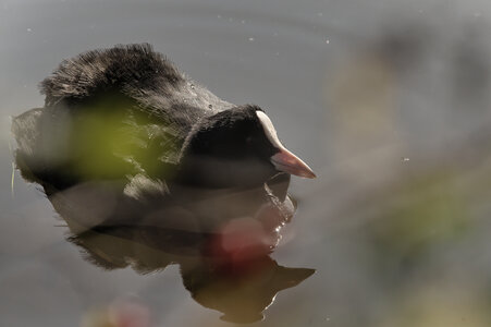 @fmbdx@piaille.fr 2024, Foulque - Réserve ornithologique du Teich, Gironde