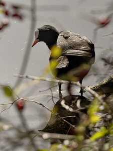 @fmbdx@piaille.fr 2024, Foulque - Réserve ornithologique du Teich, Gironde