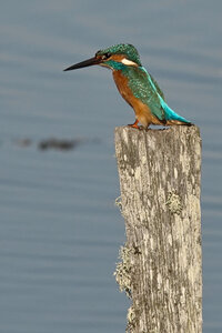 @fmbdx@piaille.fr 2024, Martin pêcheur - Réserve ornithologique du Teich, Gironde