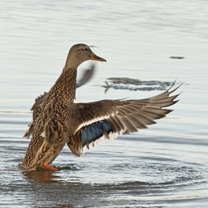 @fmbdx@piaille.fr 2024, Réserve ornithologique du Teich, Gironde