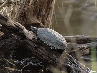 @fmbdx@piaille.fr 2024, Réserve ornithologique du Teich, Gironde