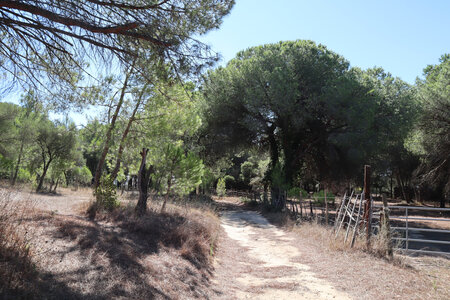 2024_09_15 De Nîmes à Saint-Gilles, IMG_8373 Le chemin du Puech Cocon à la sortie de Générac