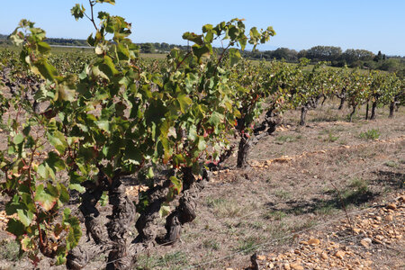 2024_09_15 De Nîmes à Saint-Gilles, IMG_8376 Les vignes entre le mas Soubeyran et Estagel