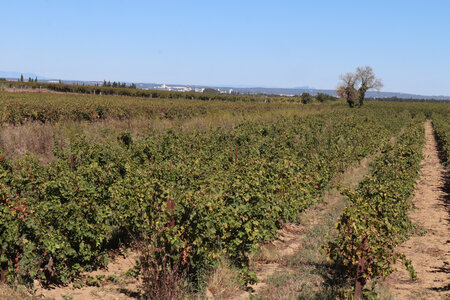 2024_09_15 De Nîmes à Saint-Gilles, IMG_8378 Les vignes entre le mas Soubeyran et Estagel