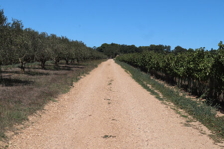 2024_09_15 De Nîmes à Saint-Gilles, IMG_8382 Oliveraies et vignes entre Estagel et le mas du Chêne
