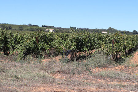 2024_09_15 De Nîmes à Saint-Gilles, IMG_8383 Vignes entre Estagel et le mas du Chêne
