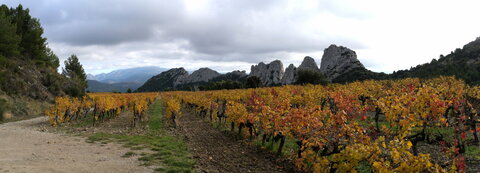 rando Dentelles de Montmirail, P2087620_v1