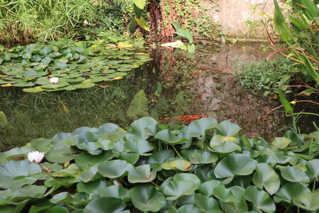 2024_09_17_Nîmes, IMG_8819 Le jardin de la Fontaine