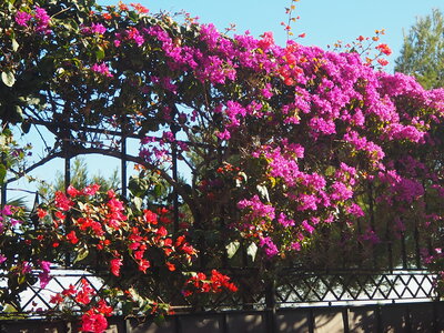 BEAULIEU ST JEAN CAP FERRAT, P1060068