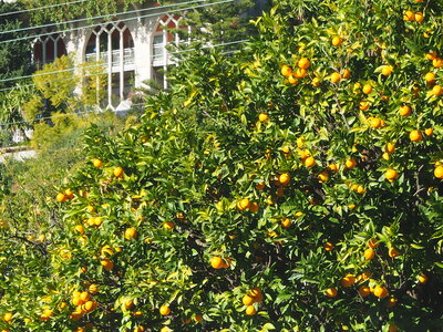 BEAULIEU ST JEAN CAP FERRAT, P1060069