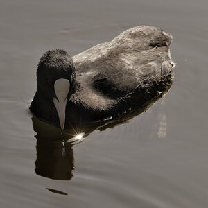 @fmbdx@piaille.fr 2024, Foulque - Réserve ornithologique du Teich, Gironde