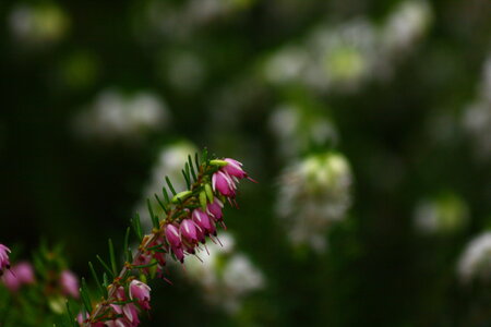 nature, nature 2013_6