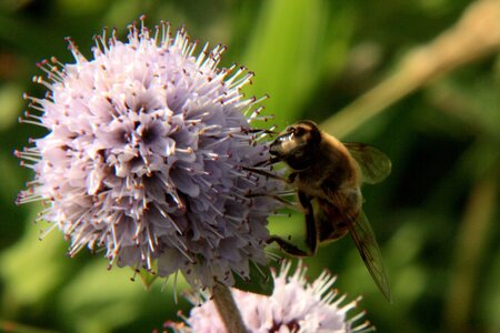 nature, fleur et insecte
