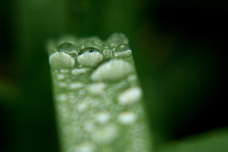 nature, goutte d’eau 3