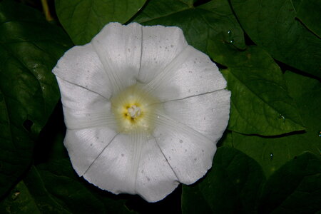 nature, liseron 3