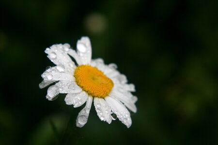 nature, paquerette humide