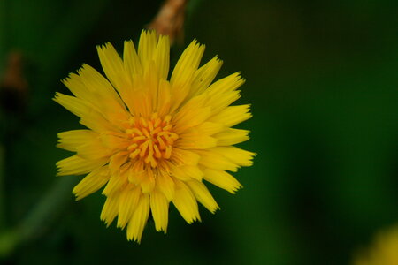 nature, soleil jaune 2