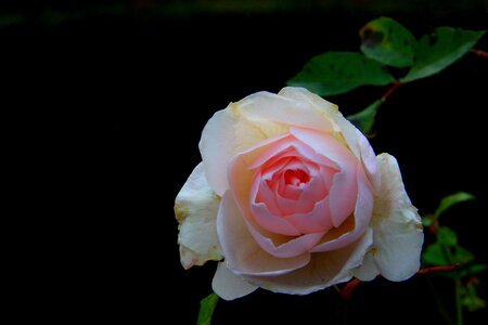 nature, rose