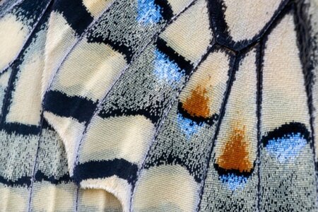 blogpix3, papillon machaon